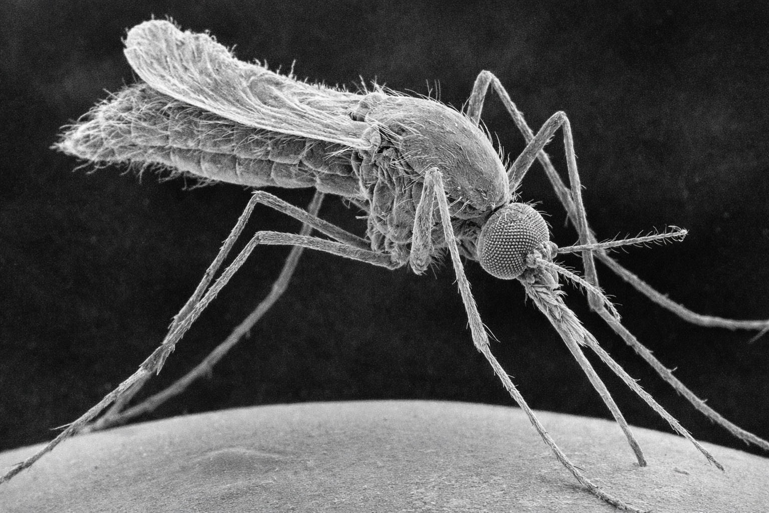 Makroaufnahme einer Mücke als Hinweis auf die Relevanz von Prävention